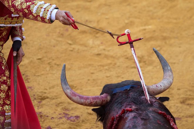 Španski matador Jose Maria Manzanares je zapičil meč v bikovo hrbtenico in mu zadal smrtonosno rano na festivalu bikoborb Corpus v Granadi. FOTO: Jorge Guerrero/Afp<br />
&nbsp;