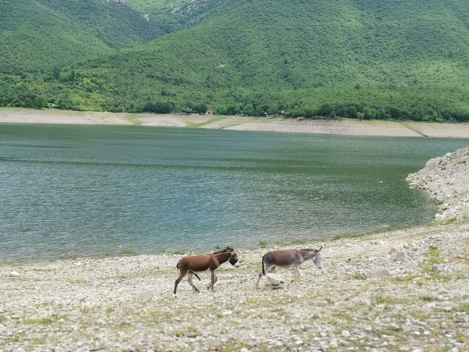 Ob Tikveškem jezeru je doma tudi nekaj oslov, ki se podnevi in ponoči glasno oglašajo. V divjini okoli jezera so še divje svinje, jelenjad, menda tudi medvedi in množica ptic. FOTO: Milena Zupanič