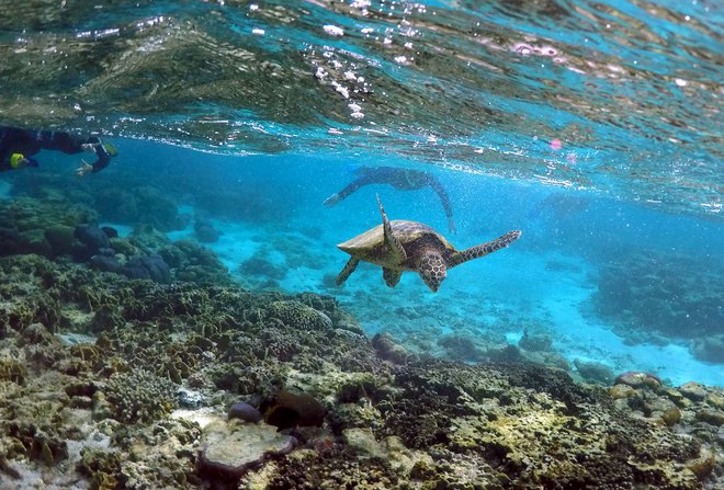 Veliki koralni greben je največji ekosistem koralnih grebenov na svetu. FOTO: David Gray/Reuters