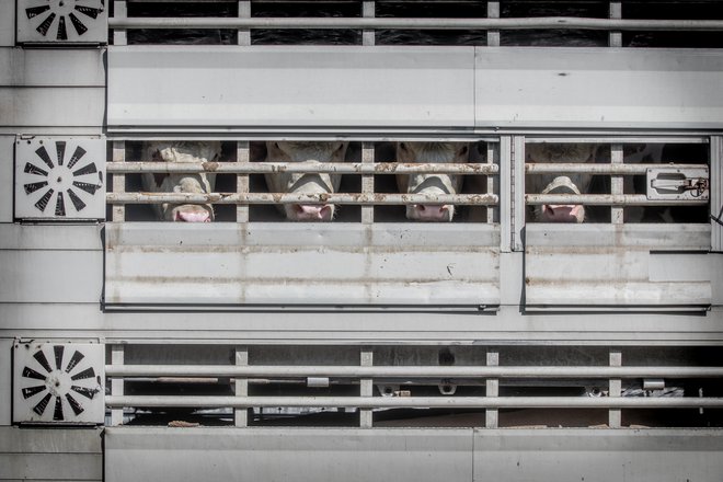 Najpogostejše kršitve pri prevozu živih živali so prenatrpana vozila in premalo prostora za živali, prevoz živali, ki tega niso sposobne, transport pri ekstremnih temperaturah in predolgo trajanje poti.<br />
FOTO: Voranc Vogel