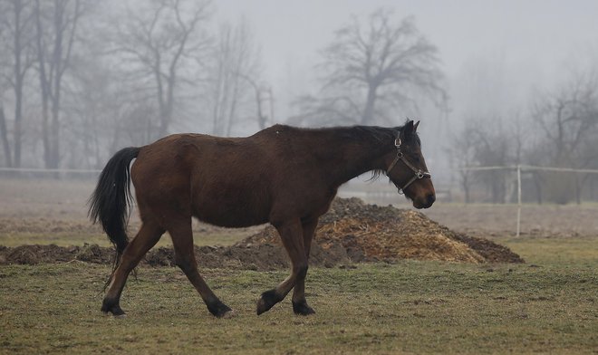 Slika je simbolična. FOTO: Blaž Samec