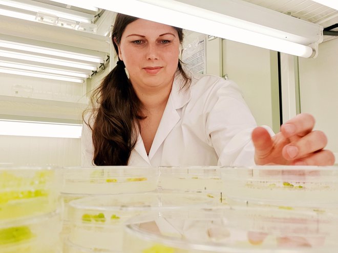 Biotehnologinja Kristina Košmrlj se je pred leti preselila na Nizozemsko, saj je dobila priložnost za delo v podjetju Enza Zaden, ki je eno največjih semenarskih podjetij na svetu na področju zelenjadarstva. FOTO: Osebni arhiv