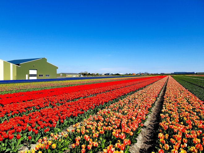 Nizozemsko kmetijstvo spomladi obarva pokrajino. FOTO: Osebni arhiv