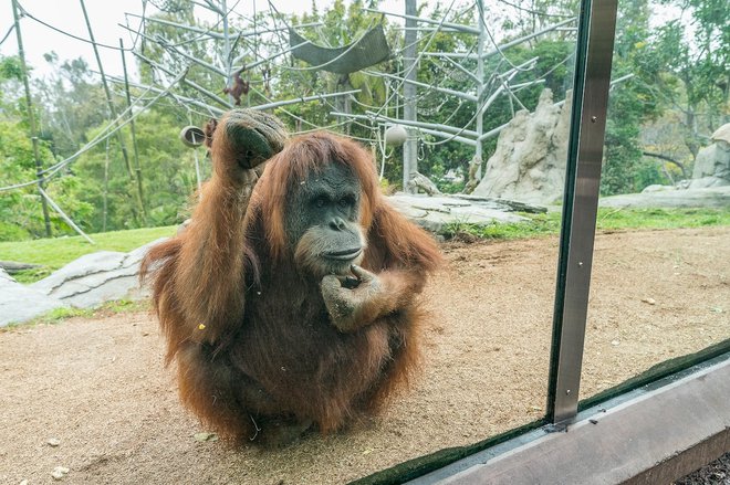 Orangutanka Karen in trije drugi orangutani ter pet bonobov iz živalskega vrta v San Diegu so bili prvi prebivalci živalskih vrtov, ki so bili cepljeni proti covidu-19. FOTO: Arhiv živalskega vrta v San Diegu&nbsp;