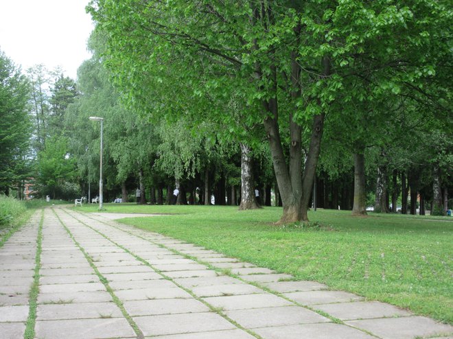 Učenci, učitelji in starši hočejo zavarovati gozdiček ob Osnovni šoli Frana Roša. Na občini sicer trdijo, da gozdiček ni ogrožen, a v šoli opozarjajo, da bo poseg gotovo večji, saj bo pri gradnji do tu treba nekako priti. FOTO: Špela Kuralt/Delo