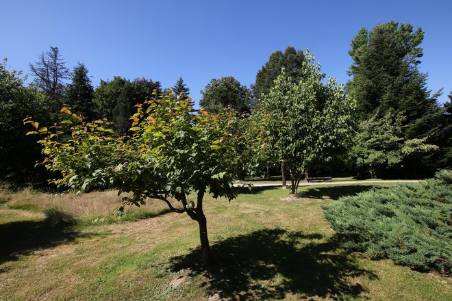 Vrt spominov in tovarištva je arboretum z veliko humano in moralno dodano vrednostjo. FOTO: Jože Pojbič/Delo