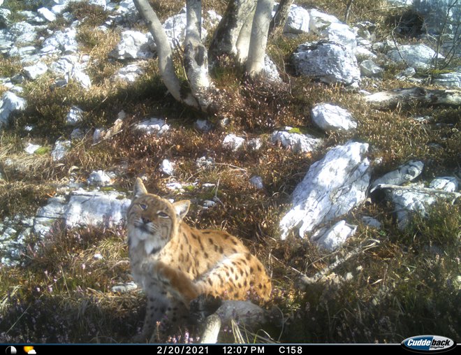 Enooki ris, eden najpogosteje fotografiranih risov.&nbsp;FOTO: Life Lynx&nbsp;