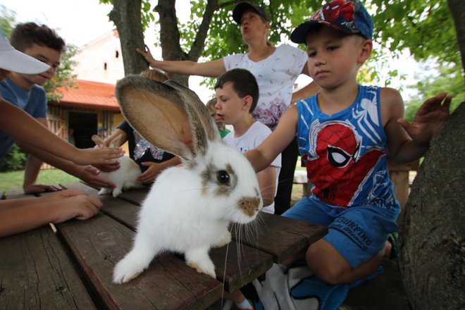 Po taboru lahko nekateri otroci zajčke odnesejo domov. FOTO: Jože Pojbič/Delo