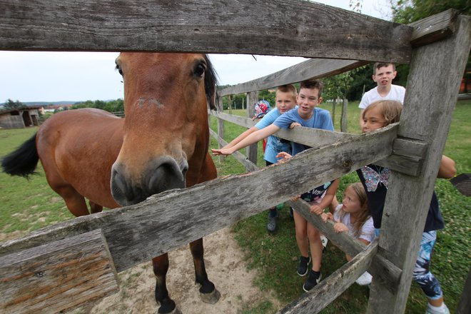 Za nekatere otroke je najljubša žival na kmetiji umirjen in prijazen konj Grom. FOTO: Jože Pojbič/Delo