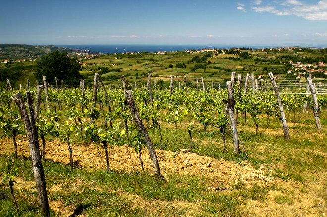 S Trušk se pogled odpira čez trte in griče proti morju. FOTO: Vinska klet Rodica