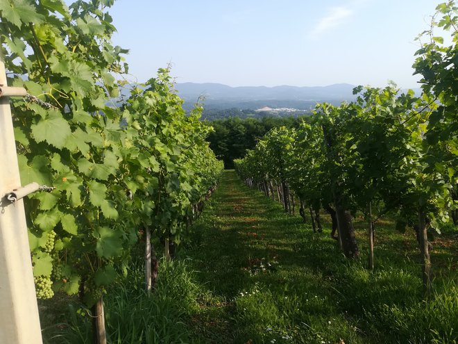 Trška gora slovi kot območje z največ zidanicami. FOTO: Simona Bandur/Delo