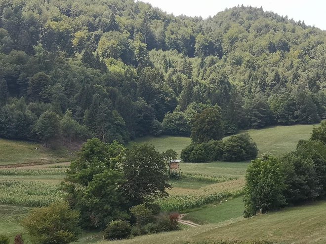 Podoba ni simbolična. FOTO: Grega Kališnik