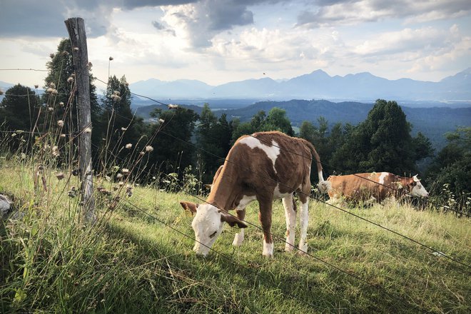 Ob tako hitrem naraščanju števila ljudi, bo zmanjkalo površin za pridelavo hrane. FOTO: Jure Eržen/Delo