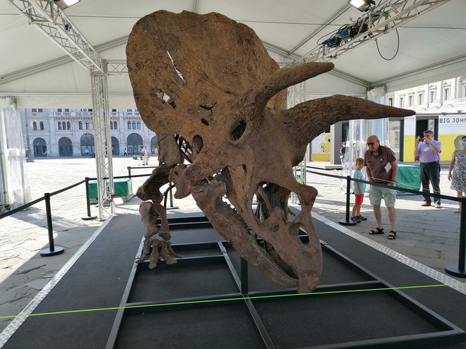 Dinozavrov skelet bodo iz Trsta odpeljali v Pariz, kjer ga bodo še enkrat razstavili, potem pa prodali na dražbi. FOTO: Nataša Čepar