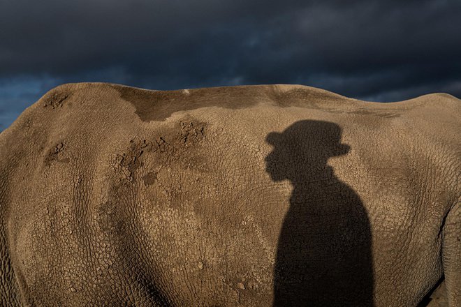 Odsev skrbnika ene izmed dveh zadnjih severnih belih nosoroginj v rezervatu Ol Pejeta v Keniji. FOTO: Matjaž Krivic