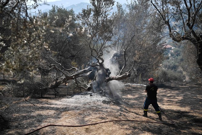 Požar na turističnem otoku Rodos je izbruhnil v nedeljo, zaradi izjemne suše in močnega vetra pa je ušel izpod nadzora. FOTO: Louisa Gouliamaki/AFP