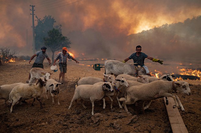 Turčija se še naprej bori z obsežnimi požari, ki uničujejo jugozahod države in so nebo obarvali rdeče. Turške oblasti so sporočile, da so pridržale domnevnega požigalca, preiskovalci pa še vedno poskušajo ugotoviti, kateri požari so bili podtaknjeni. Medtem se v majhni vasici Kacarlar, na jugu Turčije kmetje soočajo z apokaliptičnimi prizori. &raquo;Živali gorijo,&laquo; je povedal 56-letni prebivalec Muzeyyan Kacar. &raquo;Vse bo zgorelo. Naša zemlja, naše živali in naša hiša. Kaj vse še imamo?&laquo; FOTO: Yasin Akgul/Afp