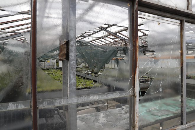 V steklenjaka Inštituta za hmeljarstvo in pivovarstvo Slovenije v Žalcu še ne morejo, saj steklo s strehe še vedno pada. FOTO: Leon Vidic/Delo