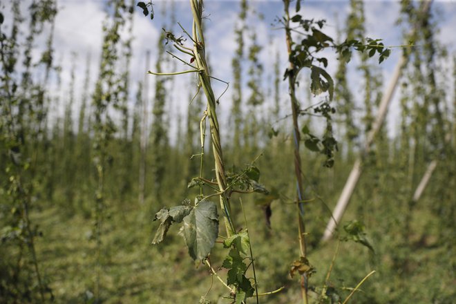 Od hmelja ni ostalo tako rekoč nič. FOTO: Leon Vidic/Delo