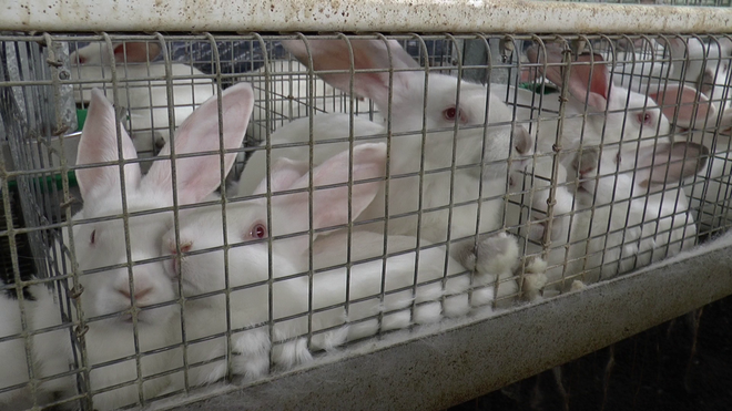 V reji je treba upoštevati posebnosti živali pri izražanju njihovega naravnega vedenja in njihovo dobro počutje.&nbsp;FOTO: Compassion In World Farming