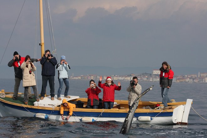 Grbavec ob čolnu Morske biološke postaje 2009. FOTO: Boris Šuligoj