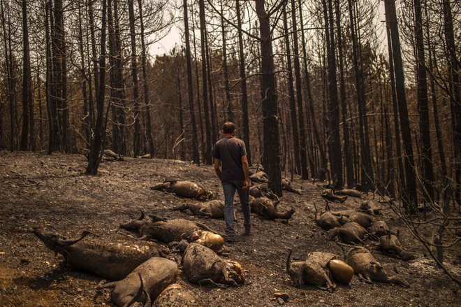 44-letni pastir Kostis Angelou, ki mu je v požaru poginila čreda 372 ovac, hodi med mrtvimi trupli živali v bližini vasi Kerasia na drugem največjem grškem otoku Evia. Gasilci počasi obvladujejo požare na otoku. FOTO: Angelos Tzortzinis/Afp<br />
<br />
<br />
&nbsp;