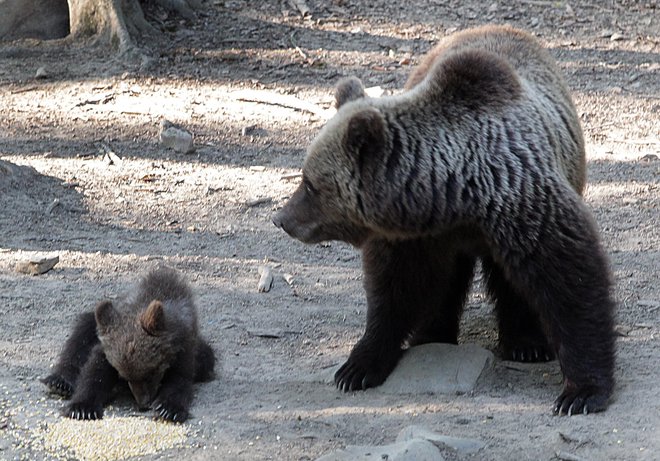 Medvedka z mladiči na krmišču v snežniških gozdovih. FOTO: Vukelič Ljubo