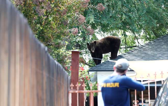 Uradnik iz kalifornijskega oddelka za divje živali se pripravlja, da bo s puško uspaval medveda v Pasadeni, ki se je v bivalnem naselju med iskanjem hrane znašel na strehi ene izmed tamkajšnjih hiš. FOTO: Mario Anzuoni/Reuters<br />
&nbsp;