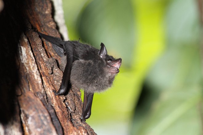 Netopir vrste <em>Saccopteryx bilineata</em>&nbsp;FOTO: EurekAlert ! /Michael Stifter/AFP