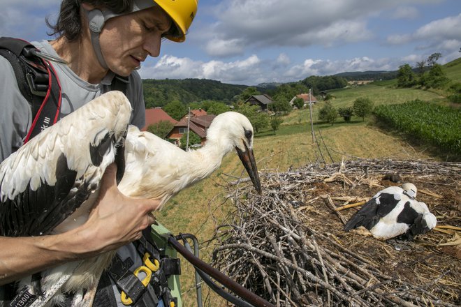 Damijan Denac s sodelavci je štorklji opremil za potovanje, med katerim bodo veliko o selitvah ptic na dolge razdalje izvedeli tudi raziskovalci. FOTO: Miha Fras