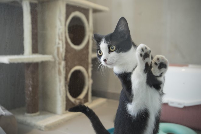 Na dnevih odprtih vrat bo živali moč tudi posvojiti. FOTO: Jure Eržen/Delo