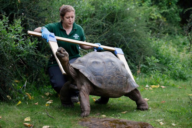 V londonskem živalskem vrtu je spet prišel tisti čas v letu, ko morajo zaradi evidence zmeriti in stehtati vse tamkajšnje živali, tudi galapaško želvo velikanko. FOTO:lga Akmen/Afp