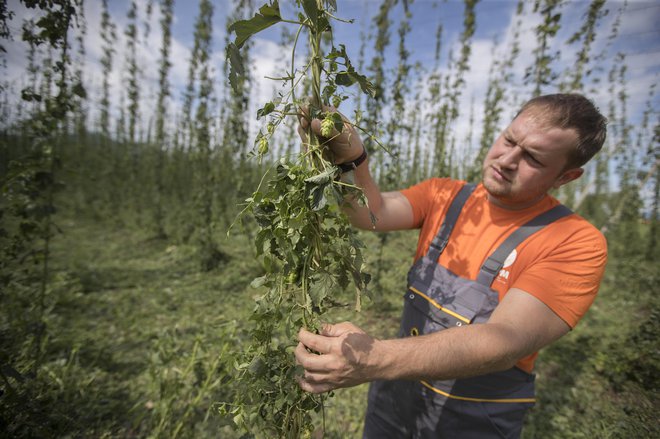 Škoda zaradi podnebnih sprememb je že vedno večja. Na fotografiji hmeljar Primož Žagar, ki mu je toča na začetku avgusta uničila skoraj celoten pridelek hmelja. FOTO: Leon Vidic/Delo