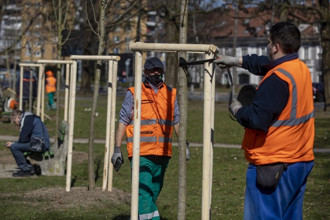 Članom Lions kluba Ljubljana so ob njihovi 30. obletnici pri zasajanju pomagali delavci javnega podjetja Voka Snaga, ki tudi sicer skrbi za približno 40.000 mestnih dreves. FOTO: Voranc Vogel/Delo