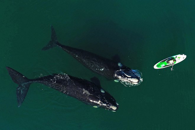 V zalivu Nuevo, nedaleč od argentinskega mesta Puerto Madryn, je možno v tem letnem času opazovati kite, ki se pridejo v zaliv parit. FOTO: Maxi Jonas/Afp