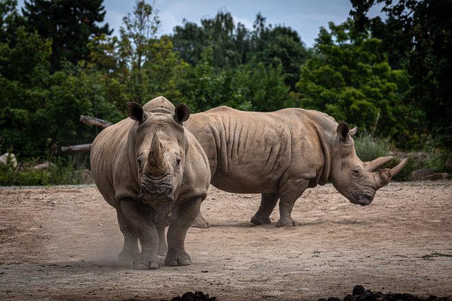 Južni beli nosoroginji.&nbsp;FOTO: Matjaž Krivic