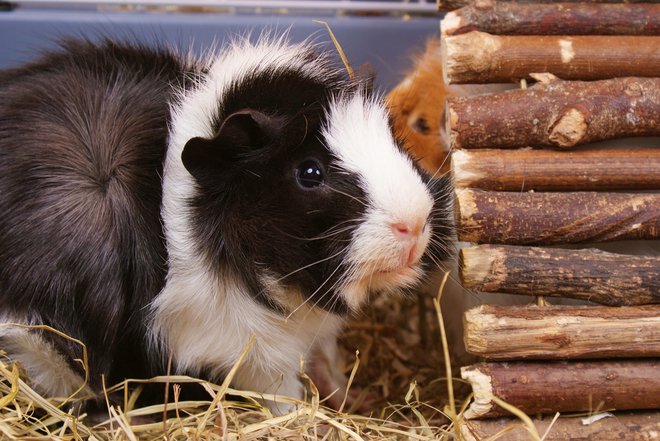 Odkar blizu jedilne mize prebivata podgani, nimam več pravega teka. FOTO: Shutterstock