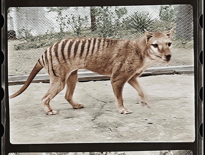 Avstralski filmski in zvočni arhiv je ob obletnici pogina objavil obarvane posnetke tasmanskega tigra Benjamina, ki so jih posneli leta 1933. FOTO: The National Film and Sound Archive of Australia/AFP