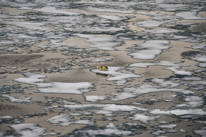 Polarni medved na ledenih ploskvah v Britanskem kanalu arhipelaga Dežela Franz Josef. FOTO: Ekaterina Anisimova/Afp<br />
&nbsp;