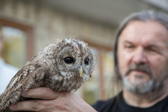 Dušan Klenovšek iz Kozjanskega parka z eno izmed lesnih sov, ki so ju izpustili na Lisci. FOTO: Ljubo Motore