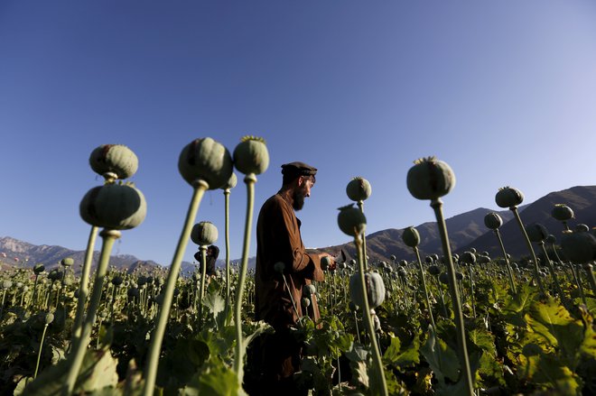 V Afganistanu se je leta 2020 skupna površina, zasajena z makom, ki je bil namenjen proizvodnji opijskih kepic, povečala za 37 odstotkov. FOTO: Reuters