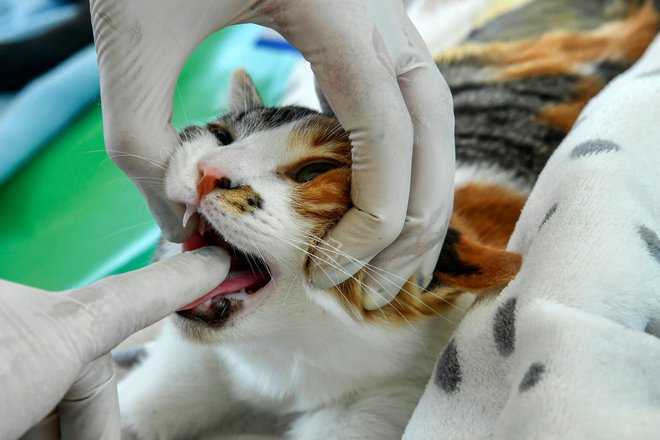 V Veterinarski bolnici Slovenska Bistrica v sodobno opremljenih prostorih z digitalno rentgensko, ultrazvočno in endoskopsko opremo za diagnostiko pri malih in velikih živalih izvajajo najzahtevnejše diagnostične, kirurške in druge posege.&nbsp; Fotografija je simbolična. FOTO: Joaquin Sarmiento/AFP