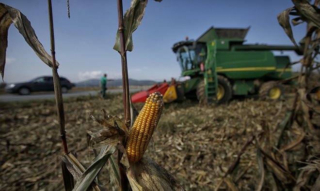 Oklasek predstavlja 7,5 odstotka mase celotne koruze, njegova kurilna vrednost pa je primerljiva s kurilno vrednostjo lesne biomase. FOTO: Blaž Samec/Delo