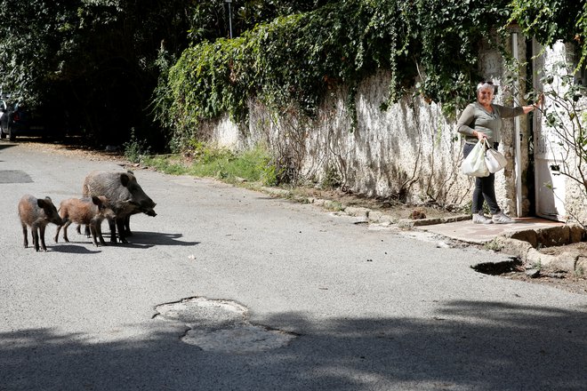 Divji prašiči se sprehajajo po ulici v Rimu, kjer iščejo hrano. FOTO: Remo Casilli/Reuters