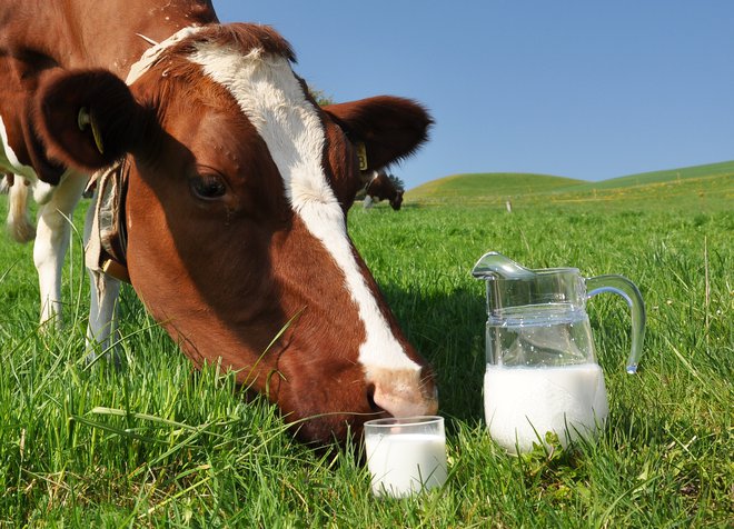 CNN se sklicuje na raziskavo, kjer so ljudje, ki so zaužili več mlečnih maščob, dejansko imeli manjše tveganje za bolezni srca in ožilja kot tisti, ki so pili ali jedli manj mlečnih izdelkov. FOTO: Shutterstock