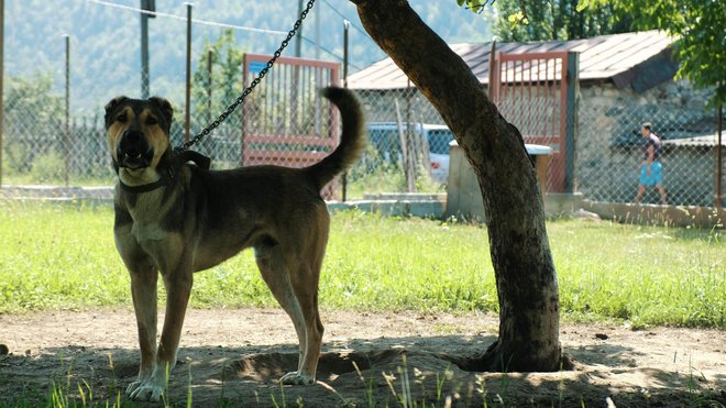 Prepoved privezovanja psov je sprožila največ razburjenja, a le zato, ker je bila vzeta iz konteksta. Pes mora biti še vedno privezan zaradi zagotavljanja varnosti na javnih mestih, prav tako so še vedno dovoljeni privezi na kmečkih dvoriščih. FOTO: Shutterstock