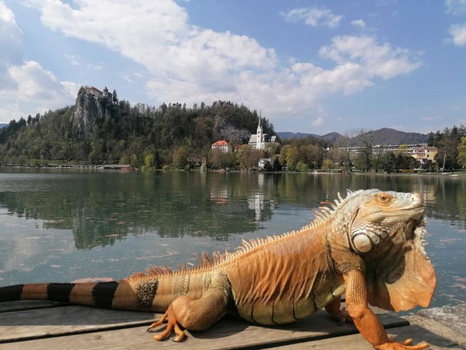 Strokovni svet za zaščito živali bo pripravil tudi seznam dovoljenih in prepovedanih vrst eksotičnih živali. FOTO: Barbara Pance