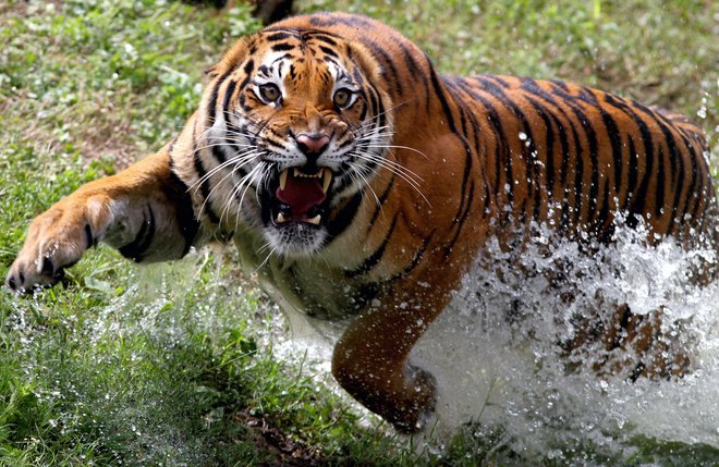 Bengalska tigrica je skotila štiri mladiče v živalskem vrtu Guadalajara v mehiški zvezni državi Jalisco v Mehiki. FOTO: Ulises Ruiz/Afp<br />
&nbsp;