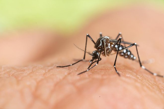 Malarijo povzročajo paraziti plazmodiji, ki jih s pikom na človeka prenašajo okuženi komarji. FOTO: Shutterstock