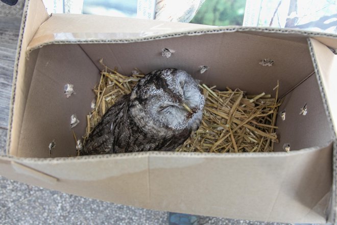 Kljub prednostnim jutranjih ptic se vračam med sove. Tistega dne, ko sem vstala ob nečloveški uri, sem namreč od sredine dopoldneva razmišljala le o &ndash; postelji. FOTO: Ljubo Motore